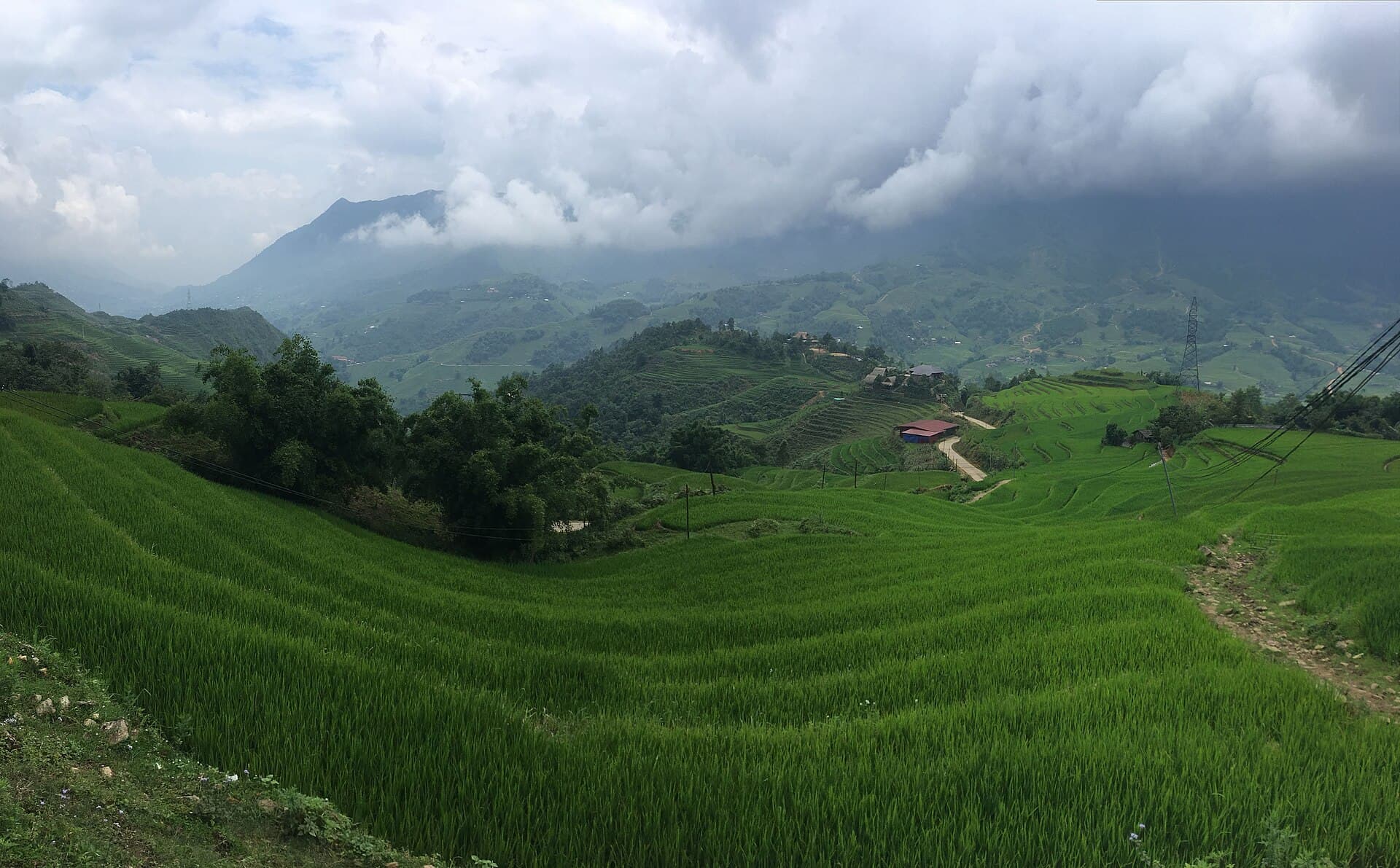 Ruộng bậc thang Sa Pa, Lào Cai trải dài trên sườn núi